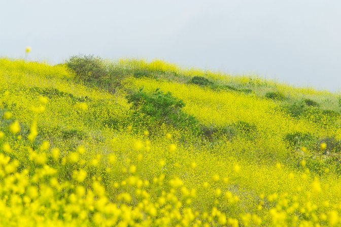 Mustard Hillside, IV