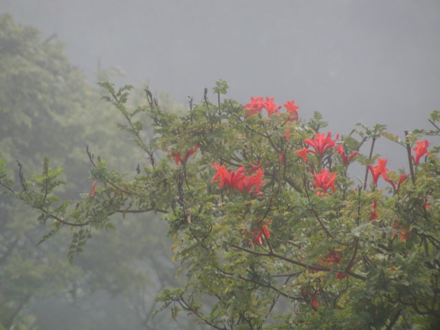 Honeysuckle