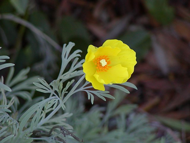 Yellow Poppy