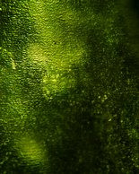 Wine bottle abstract #4