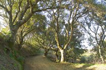 Twisty oak trees in the 
Windy Hill Open Space Preserve