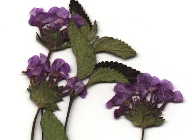 Pressed Tuber Vervain Leaves and Flower