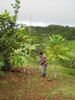 The ecologists use soft netting to collect birds for study