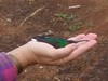 The bird plays dead, not yet realizing it is free to fly away