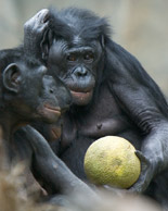 Bonobos and canteloupe
