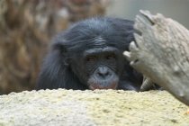 Bonobo peekaboo
