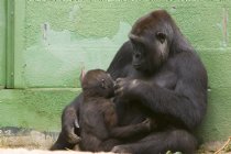 Gorilla mother and child