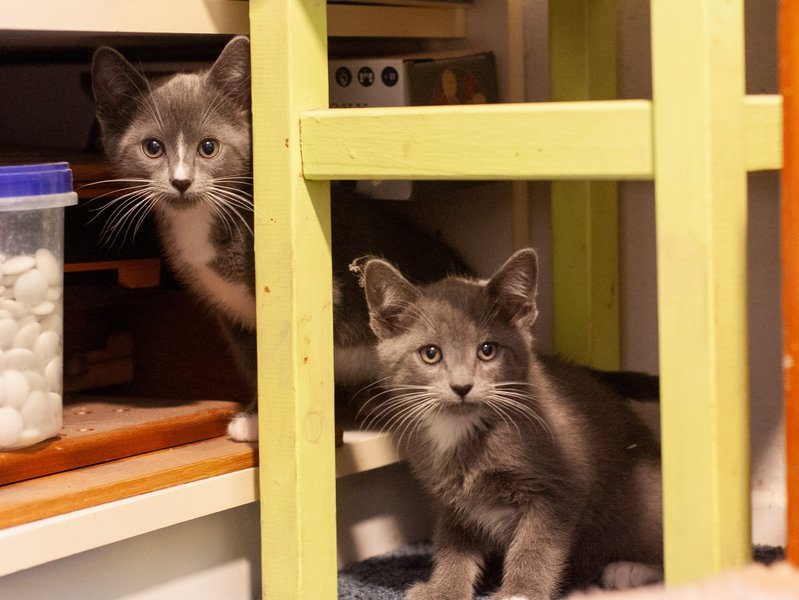 Two six-week-old gray kittens looking out from an open cupboard behind some chair legs. The one on the upper left has a white striped nose and white abdomen; the one ont e lower right has a white ruff.