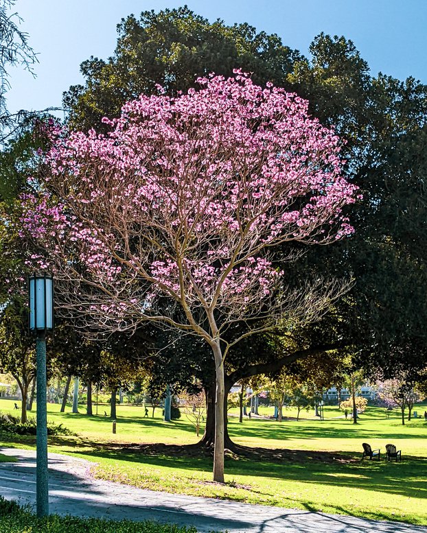 Two trees in Aldrich Park, UC Irvine