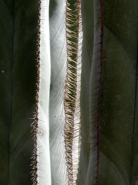 Cactus Verticals
