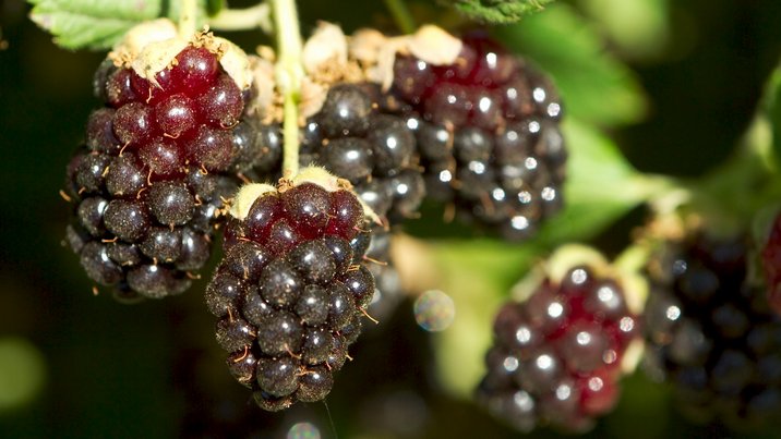 Blackberries, I