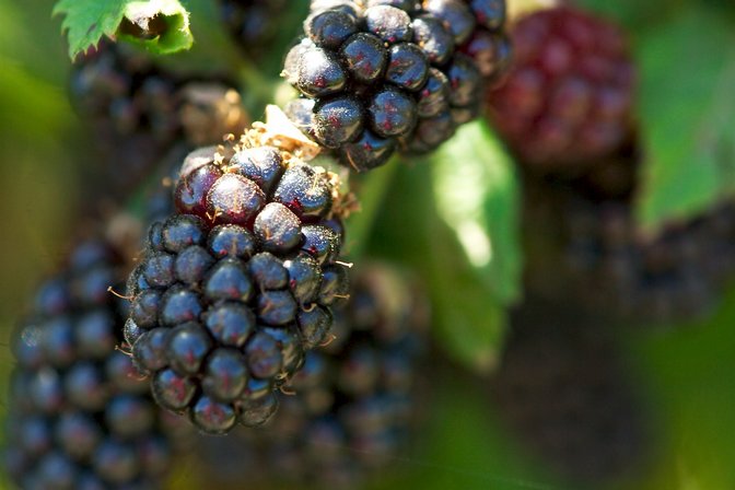 Blackberries, VI