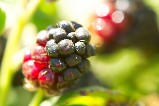 Blackberries, VII