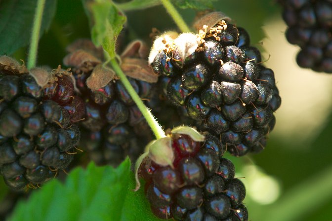 Blackberries, VIII