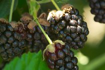 Blackberries, VIII