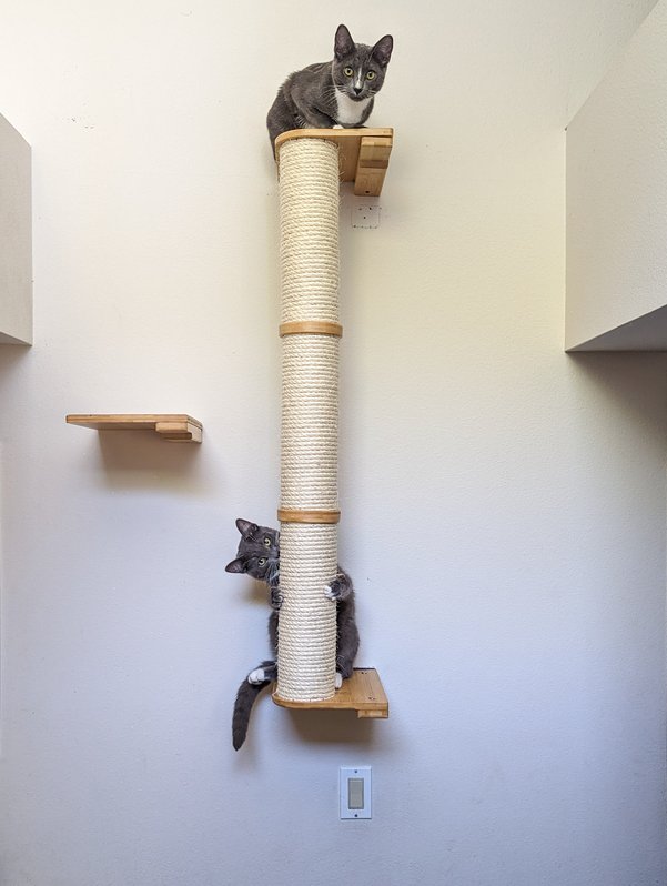 Wall mounted cat scratching pole with two gray cats
