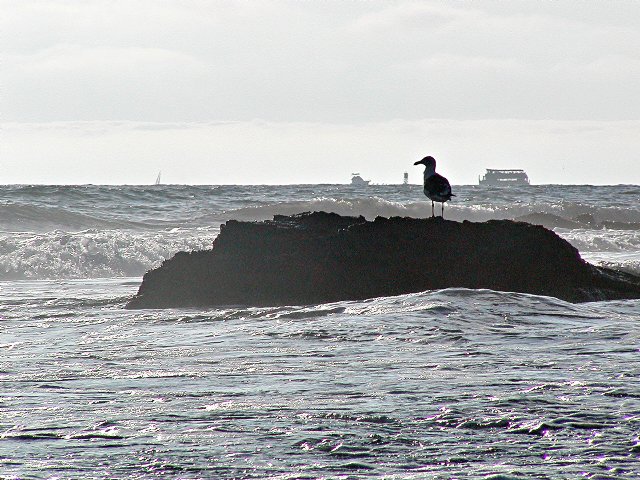 Gull on a rock