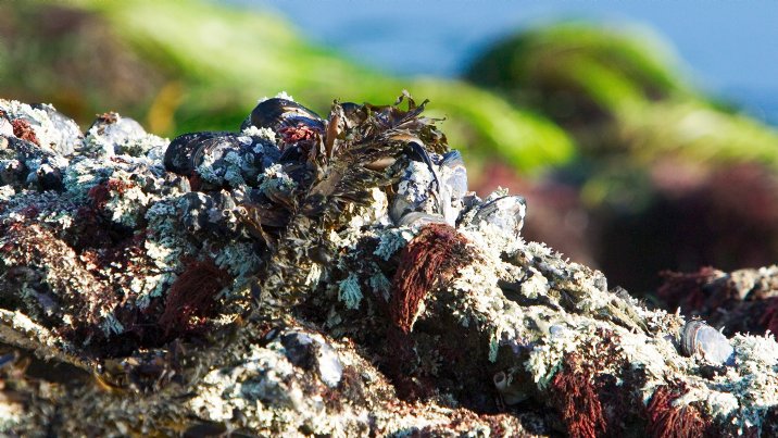 Rocks and Sea Grass