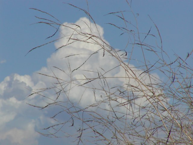 Dry grass and cloud