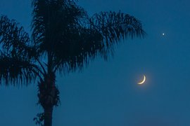 Venus-moon conjunction with palm tree