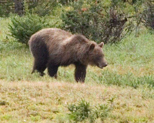 Grizzly Bear, III