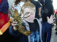 A boy and his lobster