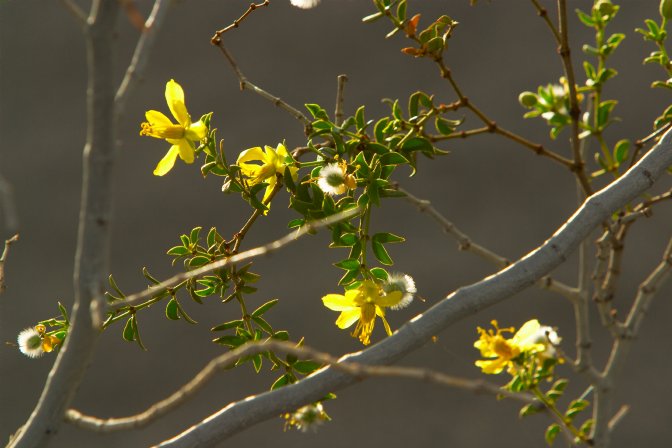 Creosote bush flowers, Mesquite Dunes, II