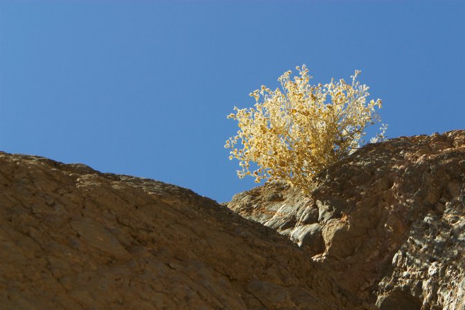 Dry bush, Titus Canyon