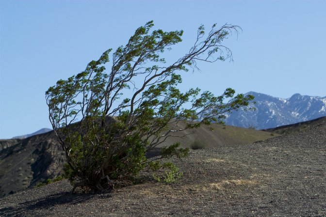 Windblown creosote bush, Ubehebe Crater