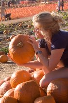 Sara Picking Pumpkins, II