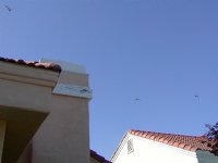 Three birds
