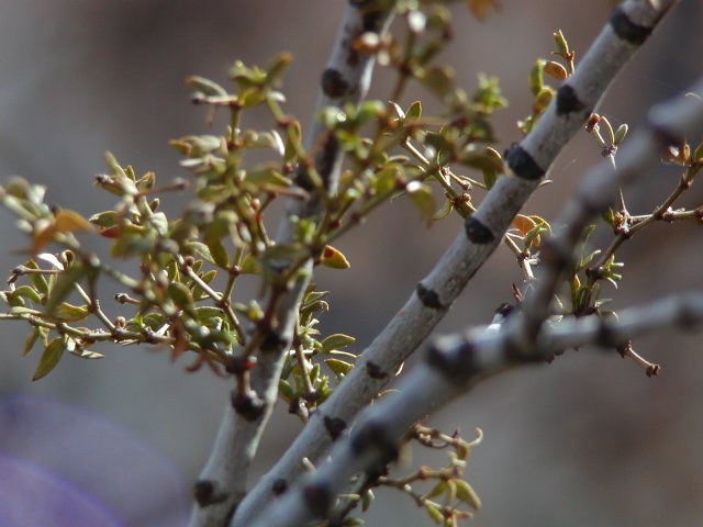 Patterned Branches