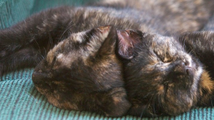 Two Kittens, II