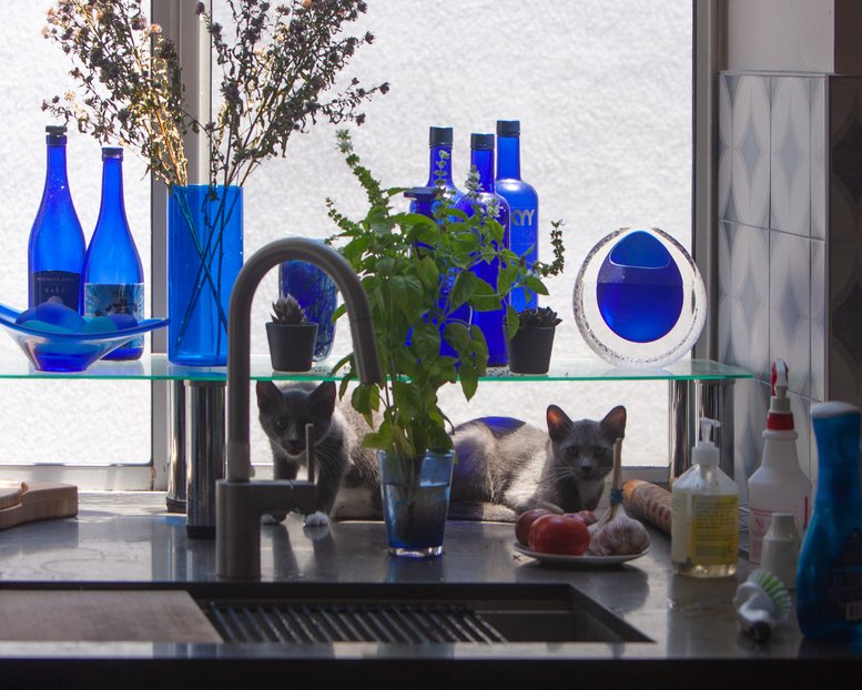 Two gray kittens lurk behind fresh basil, tomatoes, and garlic in a kitchen bay window decorated with blue glass bottles
