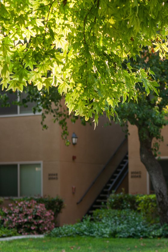 Las Lomas Apartments, UC Irvine