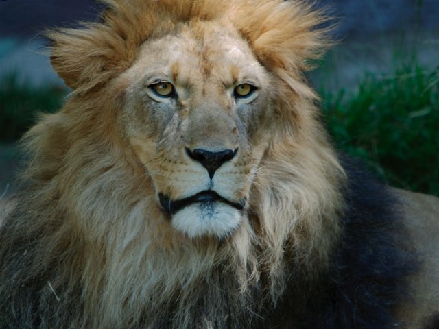 Lion-m.jpg
