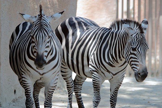 Grant's Zebras