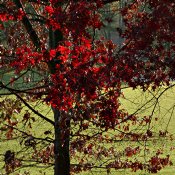 Red branch