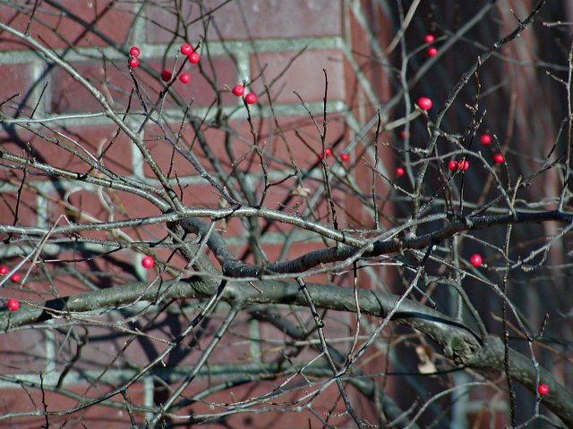 Smith House berries