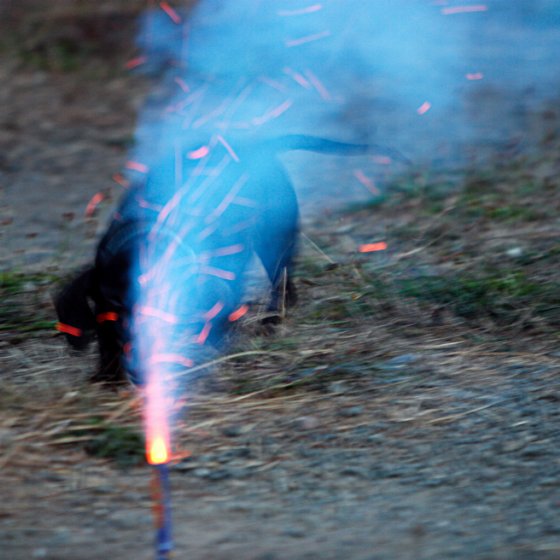 Dog investigating a firework