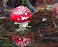 Magic mushroom reflection