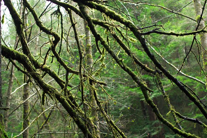 Mossy Branches, I