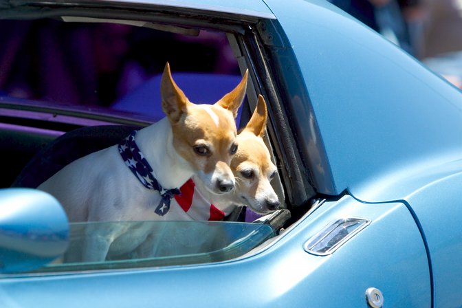 Corvette Puppies
