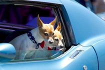 Corvette Puppies