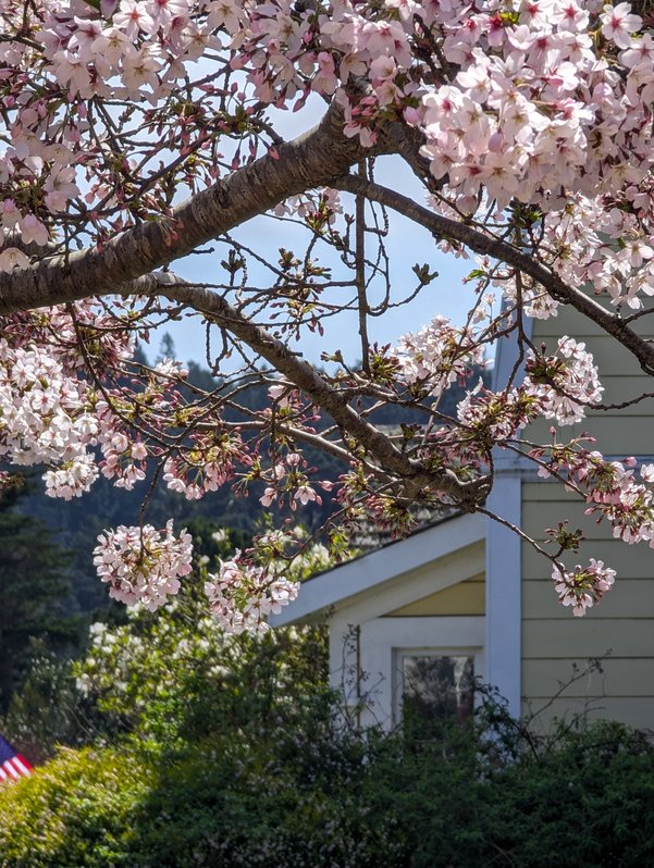 Sakura at the Mendocino Community Center, April 2024