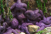 Purple sea stars
