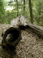 Hollow log