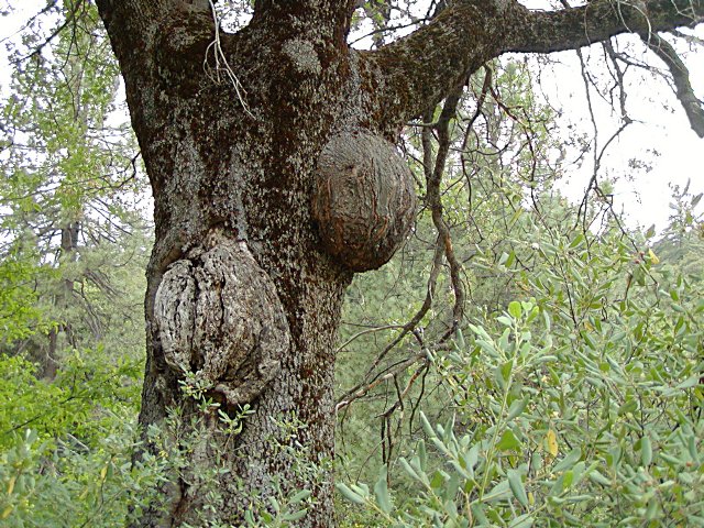 Trunk