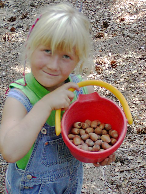 Bucket full of acorns