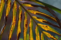 Yellowing frond